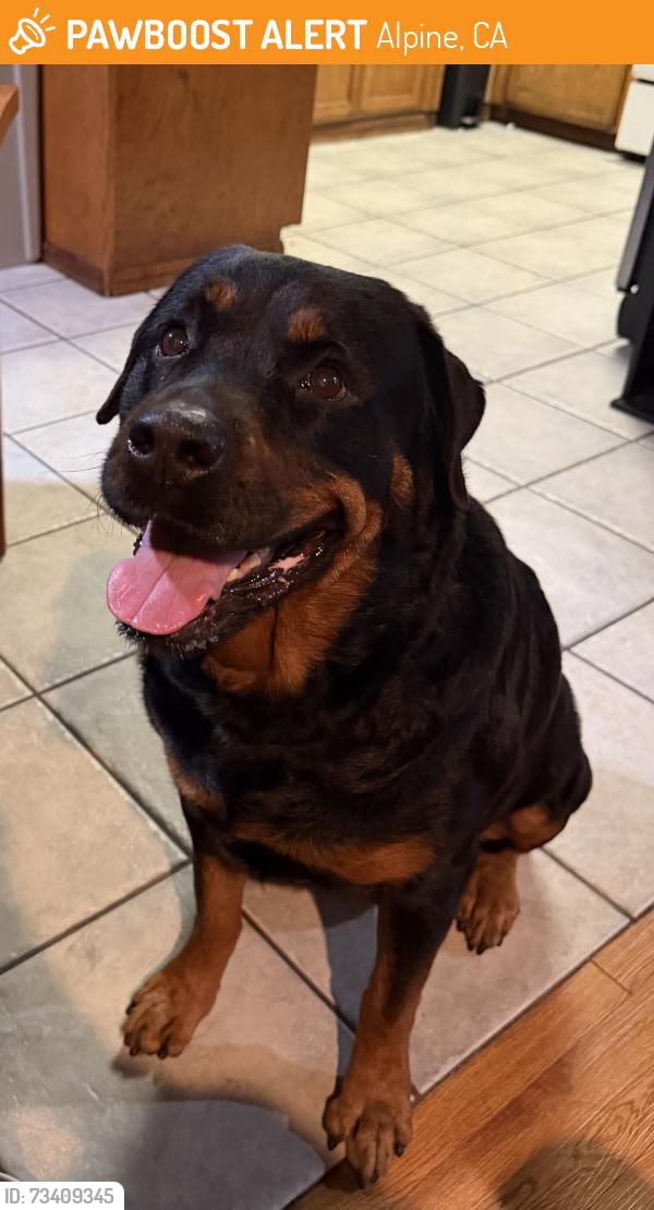 Found/Stray Female Dog last seen Viejas casino, Alpine, CA 91901