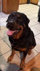 Found/Stray Female Dog last seen Viejas casino, Alpine, CA 91901