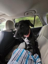 Reunited Female Dog last seen Near Opossum Creek, Soddy-Daisy, TN 37379
