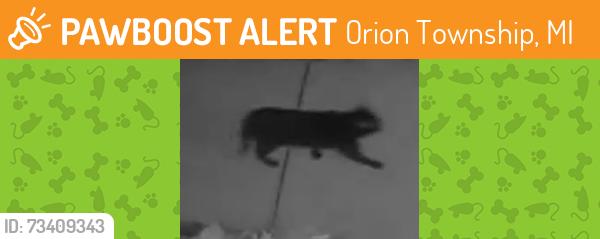 Found/Stray Unknown Cat last seen On pine tree rd, Orion Township, MI 48362