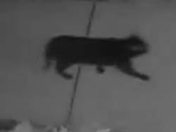 Found/Stray Unknown Cat last seen On pine tree rd, Orion Township, MI 48362