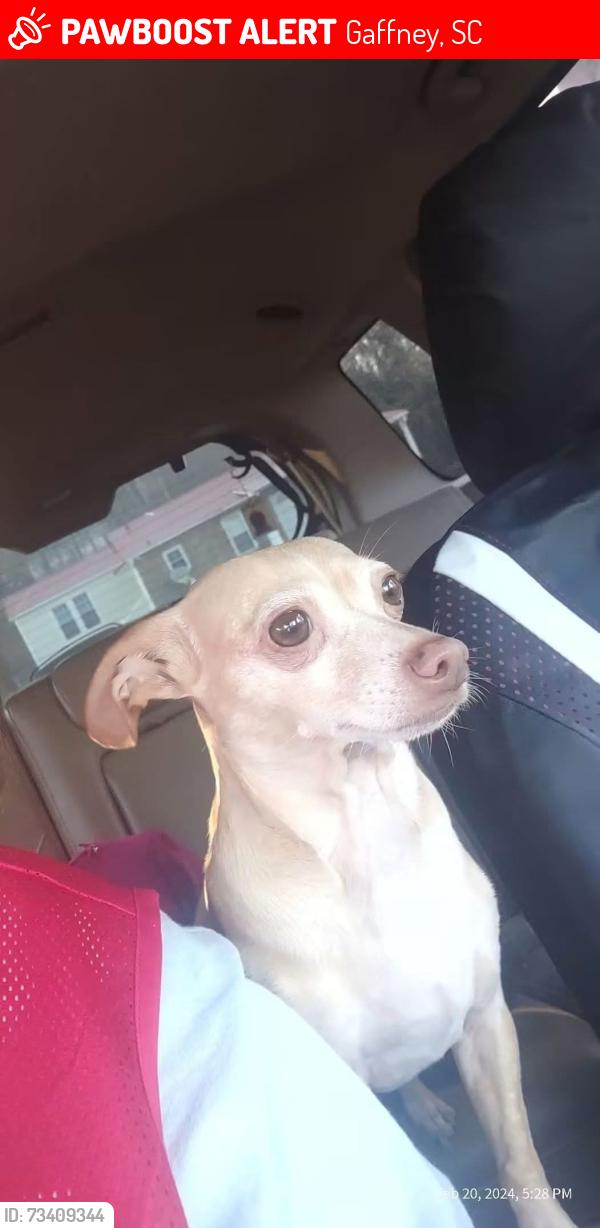Lost Female Dog last seen Last seen near 13th Street/ Cherokee Ave. also could’ve been spotted on Floyd Baker Blvd, Gaffney, SC 29340
