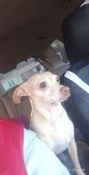 Lost Female Dog last seen Last seen near 13th Street/ Cherokee Ave. also could’ve been spotted on Floyd Baker Blvd, Gaffney, SC 29340