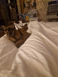 Lost Female Cat last seen Cwmbwrla, Cwmbwrla, Wales SA5 8BG