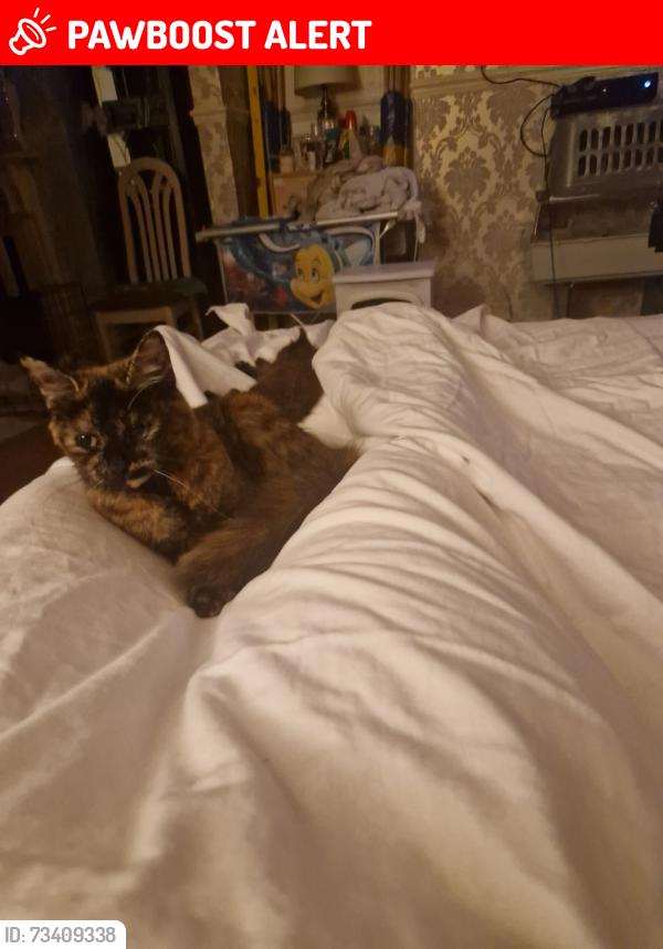 Lost Female Cat last seen Cwmbwrla, Cwmbwrla, Wales SA5 8BG