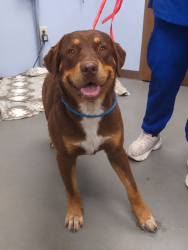 Lost Male Dog last seen 71ave Indian school rd, Phoenix, AZ 85019