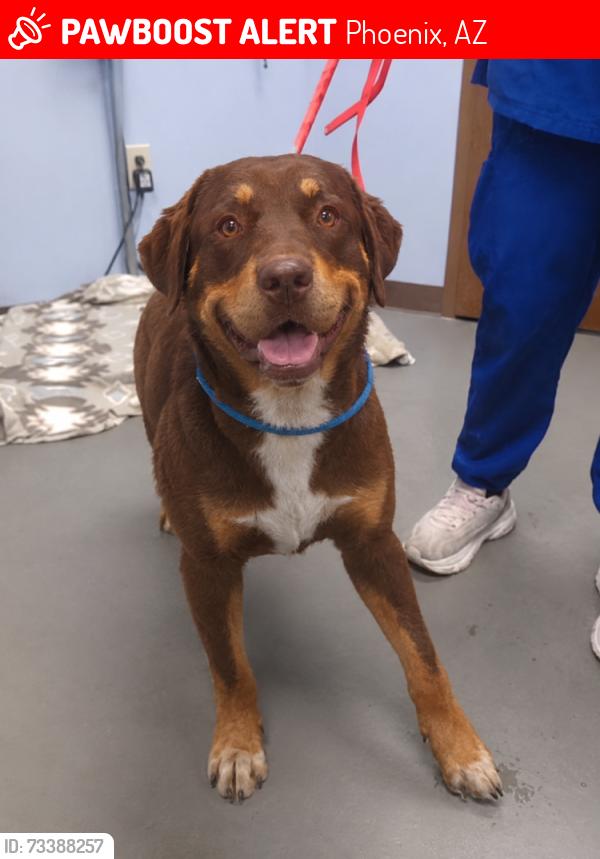Lost Male Dog last seen 71ave Indian school rd, Phoenix, AZ 85019