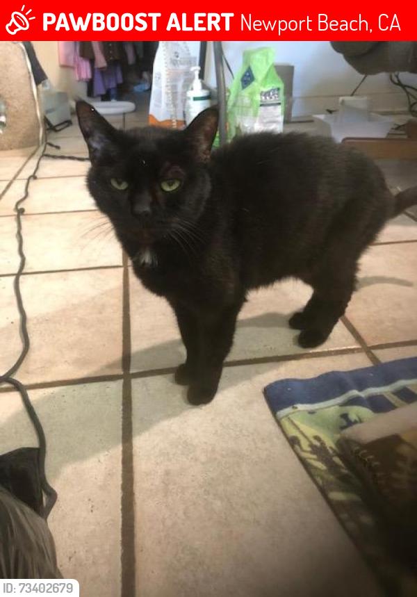 Lost Female Cat last seen 51st and Seashore, Newport Beach, CA 92663