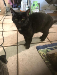 Lost Female Cat last seen 51st and Seashore, Newport Beach, CA 92663