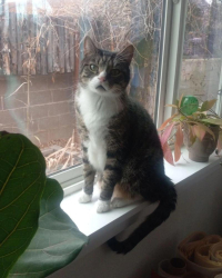 Lost Male Cat last seen Sierra Pl NE & Ridgeley Ave NE, Albuquerque, NM 87108