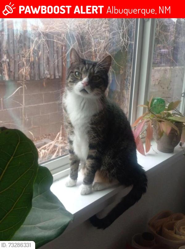 Lost Male Cat last seen Sierra Pl NE & Ridgeley Ave NE, Albuquerque, NM 87108
