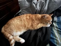 Lost Male Cat last seen Near Boston Rd., Brunswick, OH 44212