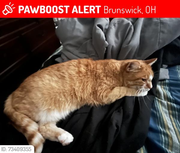 Lost Male Cat last seen Near Boston Rd., Brunswick, OH 44212