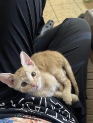 Lost Male Cat last seen 42nd Ave and Virginia Ave, Phoenix, AZ 85009