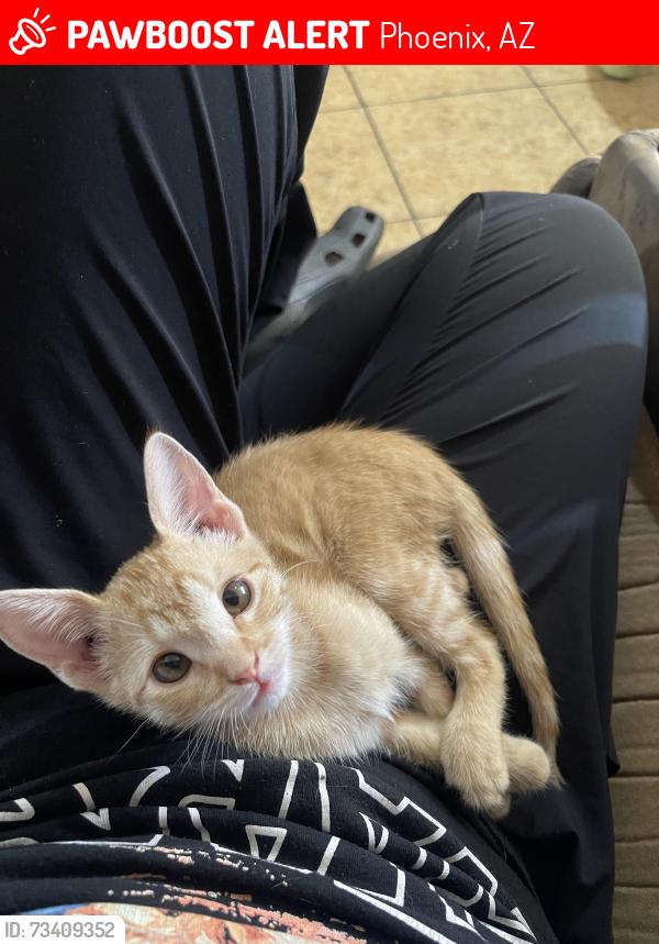 Lost Male Cat last seen 42nd Ave and Virginia Ave, Phoenix, AZ 85009
