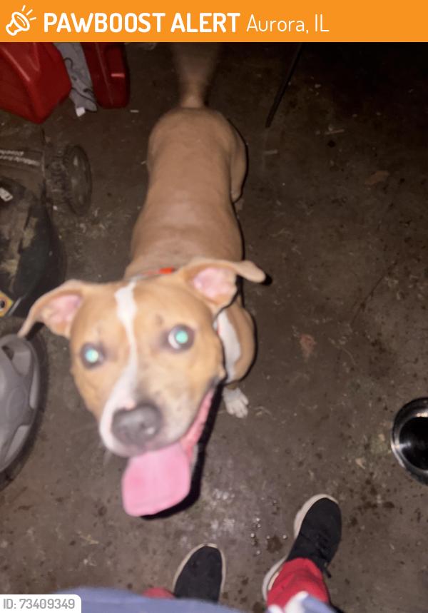 Found/Stray Male Dog last seen Fifth st & Hoyles Ave, Aurora, IL 60505