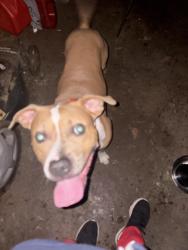 Found/Stray Male Dog last seen Fifth st & Hoyles Ave, Aurora, IL 60505