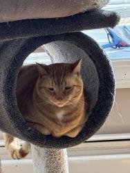 Reunited Male Cat last seen Lynnfield street Peabody MA 01960, Peabody, MA 01960