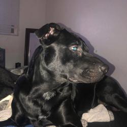 Lost Male Dog last seen Near N, N 630 w,, Sunset, UT 84015