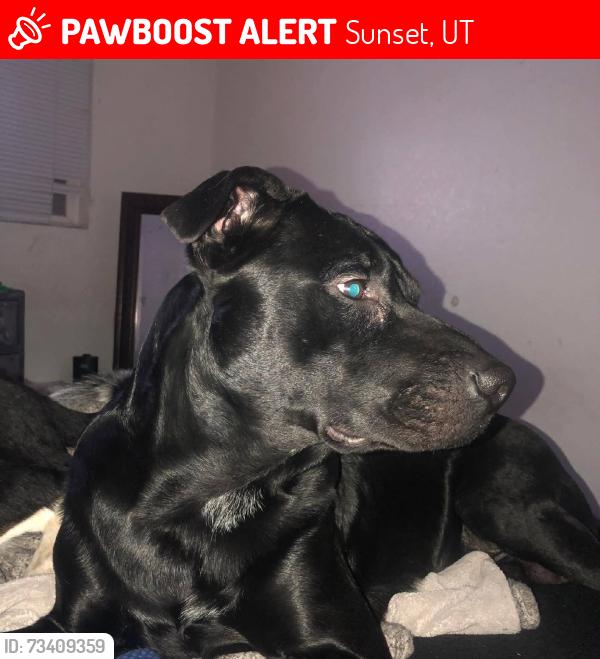 Lost Male Dog last seen Near N, N 630 w,, Sunset, UT 84015