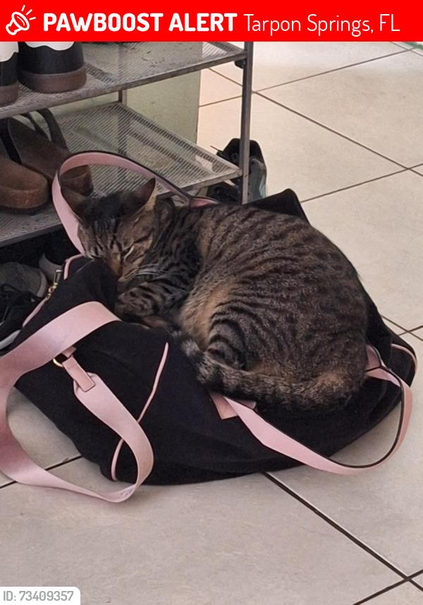 Lost Male Cat last seen Meres and merlins ct, Tarpon Springs, FL 34689