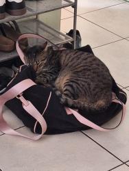 Lost Male Cat last seen Meres and merlins ct, Tarpon Springs, FL 34689