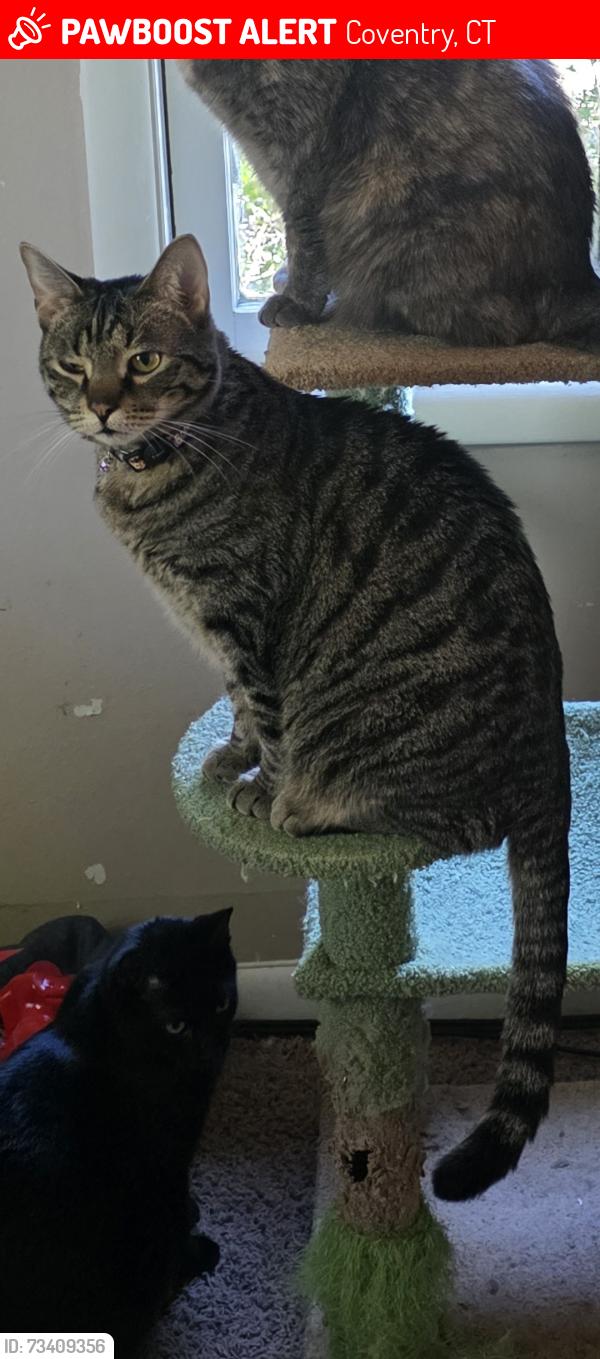 Lost Male Cat last seen Maple Drive, Coventry, CT 06238