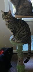 Lost Male Cat last seen Maple Drive, Coventry, CT 06238