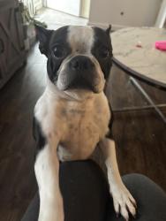 Lost Female Dog last seen Birchridge dr, New Burlington, OH 45231