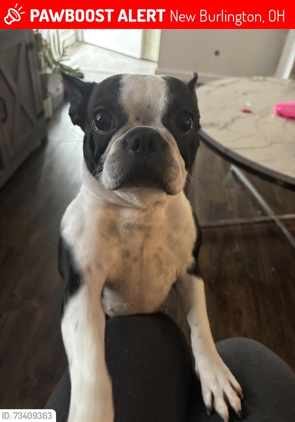 Lost Female Dog last seen Birchridge dr, New Burlington, OH 45231