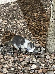 Found/Stray Male Cat last seen Gilbert and southern, Mesa, AZ 85204