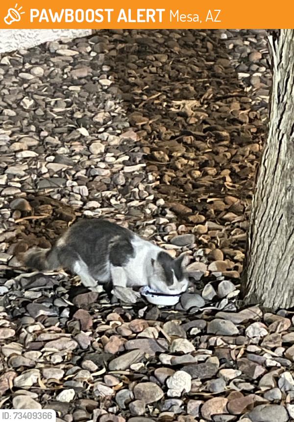 Found/Stray Male Cat last seen Gilbert and southern, Mesa, AZ 85204