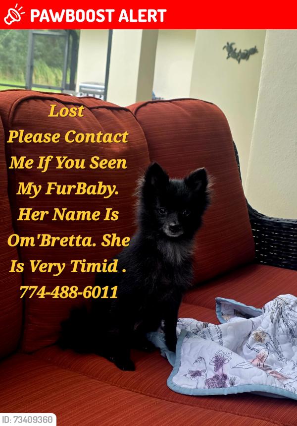 Lost Female Dog last seen Totemia Vernenas st., Sugarmill Woods, FL 34446