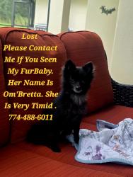Lost Female Dog last seen Totemia Vernenas st., Sugarmill Woods, FL 34446