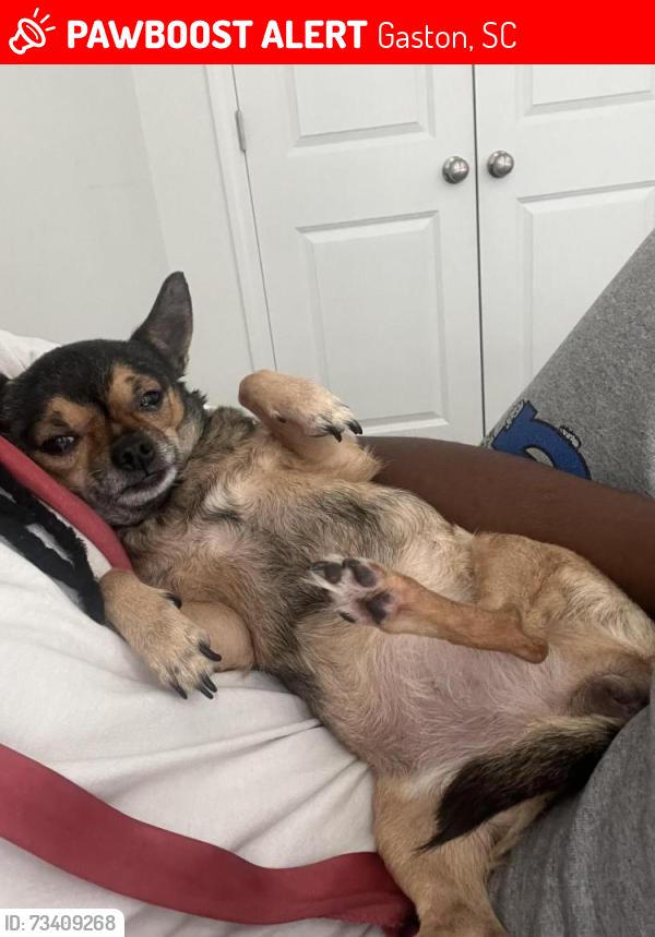 Lost Female Dog last seen exxon gas station with an arbys connected and a dollar tree right across the street, Gaston, SC 29053