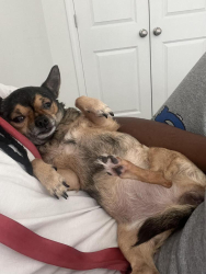 Lost Female Dog last seen exxon gas station with an arbys connected and a dollar tree right across the street, Gaston, SC 29053