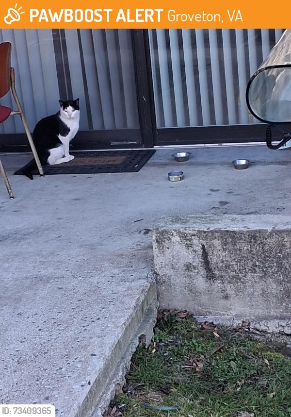 Found/Stray Male Cat last seen Mint place beech Cliff, Groveton, VA 22306