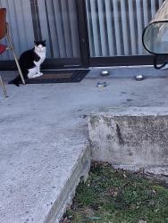 Found/Stray Male Cat last seen Mint place beech Cliff, Groveton, VA 22306