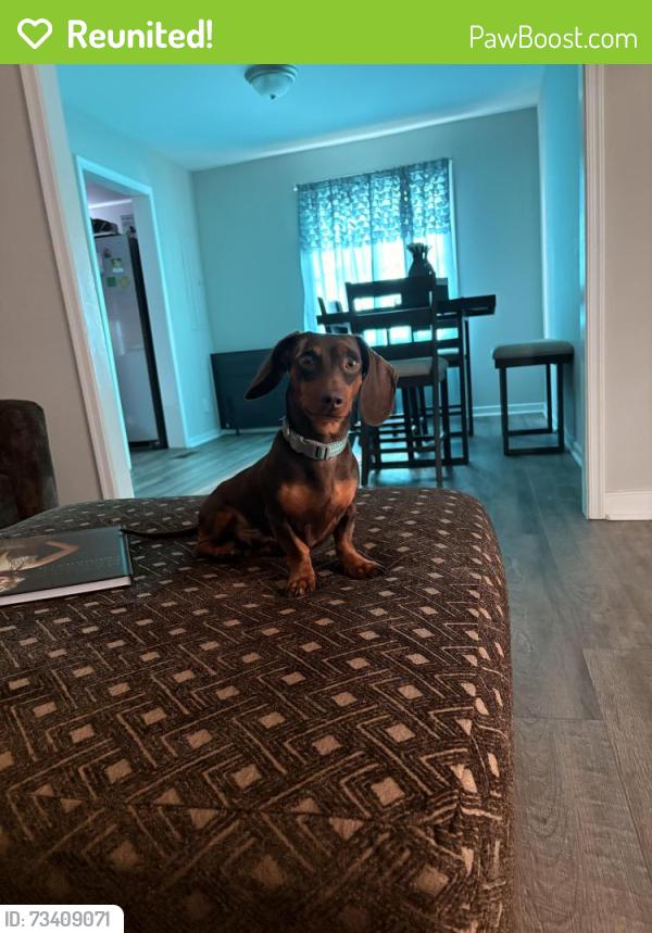 Reunited Male Dog last seen Virginia avenue, Petersburg, VA 23803