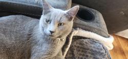 Reunited Male Cat last seen Middlefield Place, Acushnet, MA 02743