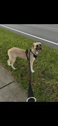 Lost Female Dog last seen Eastboundry, Columbia, SC 29223