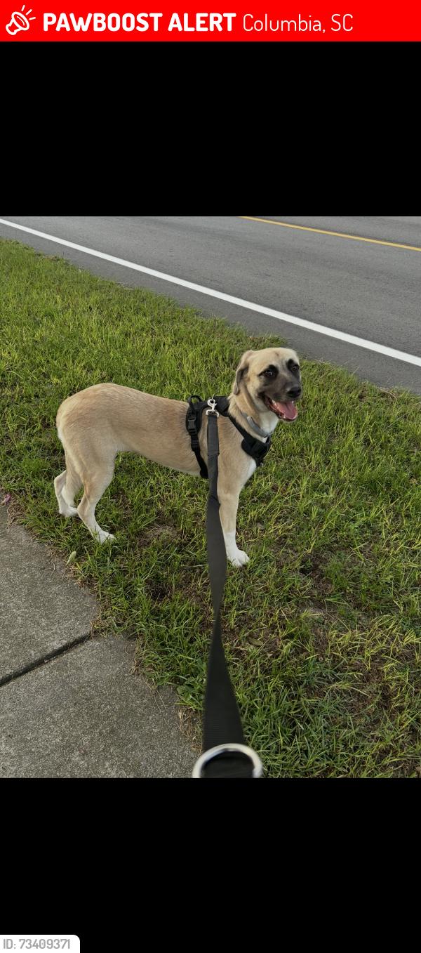 Lost Female Dog last seen Eastboundry, Columbia, SC 29223