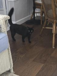 Found/Stray Unknown Cat last seen Close to air strip, Edgewater, FL 32132