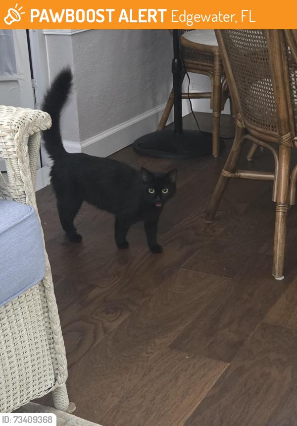 Found/Stray Unknown Cat last seen Close to air strip, Edgewater, FL 32132