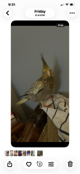 Lost Female Bird last seen Daniel drive, Stockbridge, GA 30281