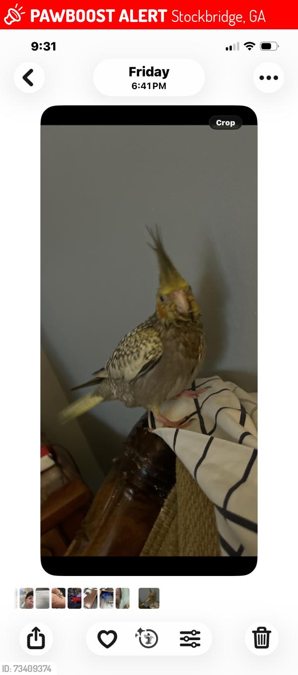 Lost Female Bird last seen Daniel drive, Stockbridge, GA 30281
