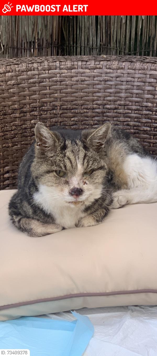 Lost Male Cat last seen Burnet Close, Hertfordshire, England HP3 9ES