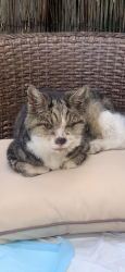 Lost Male Cat last seen Burnet Close, Hertfordshire, England HP3 9ES