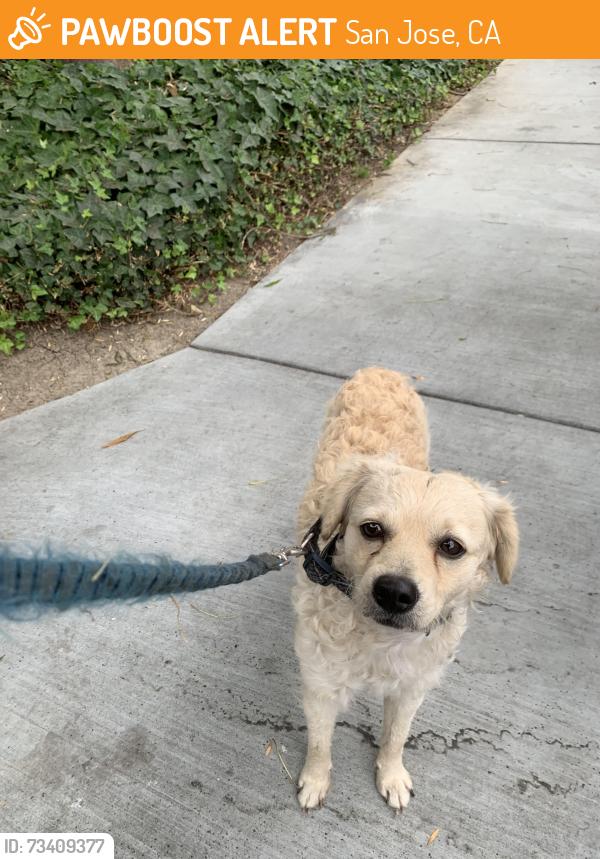 Found/Stray Male Dog last seen McKee Rd Chinese Heritage Park, San Jose, CA 95133