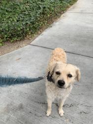 Found/Stray Male Dog last seen McKee Rd Chinese Heritage Park, San Jose, CA 95133
